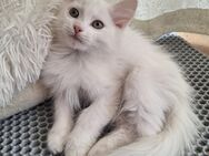 sibirische Katze Waldkatze Kitten mit FIFé Stammbaum - Augsburg