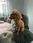 Pudel Hündin Toy in 61169