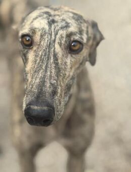 Toni ein wunderschöner Galgojunge - Morsbach