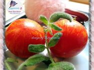 ♥ BIO Fuzzy Wuzzy,flauschige Ampel Tomate Samen Tulpenstolz,Garten,Pfirsich,Seeds,Garten,samenfest,Alte Sorte - Hamburg