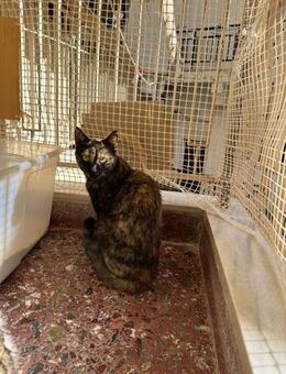 Lucy aus dem Tierschutz - Grevenbroich