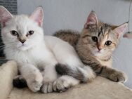 Britisch kurzhaar Kitten baby - Ludwigshafen (Rhein)