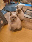 Süße BKH Katzen Babys in 38381