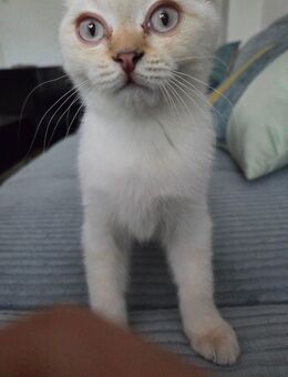 Kater 12 Wochen zu verkaufen - Bremen