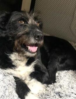 LANY - liebevolle ruhige Hündin - Velbert