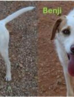 DALI & BENJI suchen zusammen ein Zuhause - Geilenkirchen