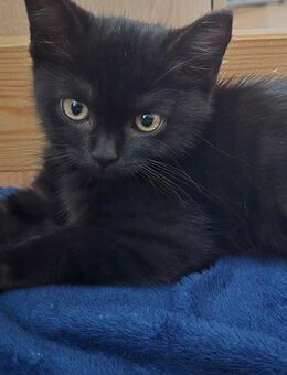 1 BKH Kitten abzugeben - Duisburg