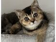 Bkh kitten Kater männlich Tabby 12 Wochen alt in 37124