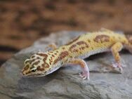 Leopardgecko Super Giant 0.1 - Bonn Friesdorf