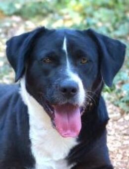 Fedra-starke, große Seele auf 3 Beinen - Mettmann