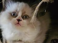RAGDOLL-BKH-Kitten - Brieselang