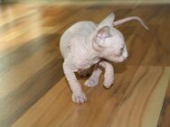 Sphynx Baby - Berlin Charlottenburg-Wilmersdorf