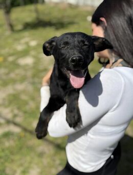 Bella LM Lebensfrohe Schönheit - Neustadt (Rübenberge)