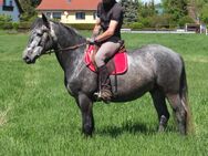 Warmblutwallach "Alex" - Buttstädt