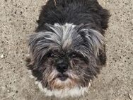 Charmante kleine Wilma sucht Familie - Leonberg (Baden-Württemberg)