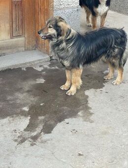 🌸Nora die sanfte Seele🌸 - Eislingen (Fils)