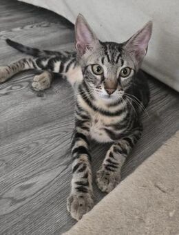 Jason - der neugierige Entdecker - Kirchheim (München)