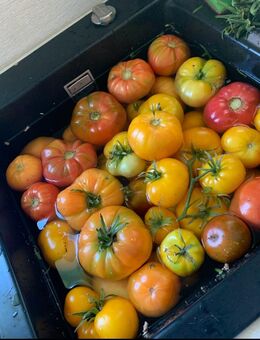 Tomaten aus eigenem Hobbygarten - Wilhermsdorf