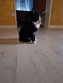Baby Katze - Borken (Hessen)