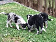 Wunderschöne Australian Shepherd Welpen - Seegebiet Mansfelder Land
