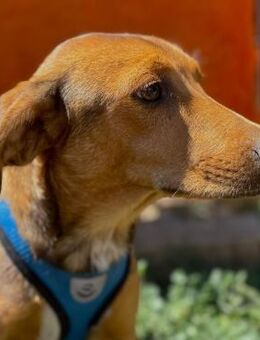 🧸Freundlicher Junghund Brownie🐾 - Eislingen (Fils)