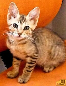 FIONA Verspieltes Tigermädchen - Bad Camberg