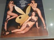 Playboy aktuell - München Untergiesing-Harlaching