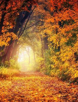 Spaziergang für Männer, ü50 - Bochum