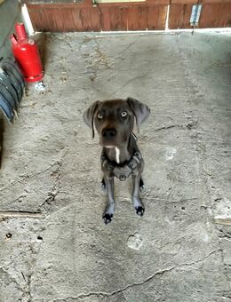 Labrador mix - Brück
