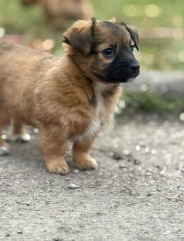 Malteser Jack Russel Mix Welpen - Herrenberg