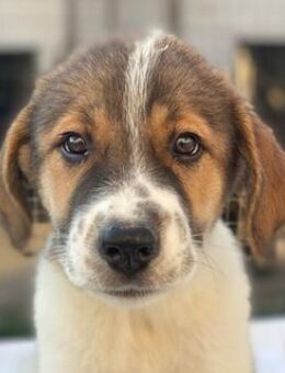 Trine, geb. ca. 05/2025, GRIECHENLAND - Euskirchen