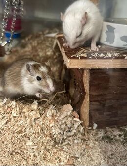 2 männliche wüstenrennmäuse - Illerrieden