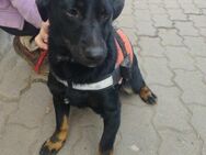 Mandy; zarte, junge Dackelmix-Fellnase - Geilenkirchen