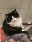 Maine Coon-Ragdoll- Perser Mix Kitten in 06406