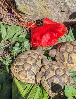 Griechische Landschildkröten - Oldenburg