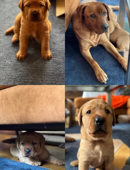 Reinrassige RedFox Labrador-Welpen - Hannover