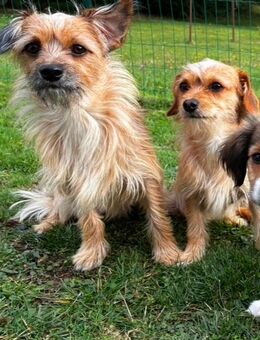 Herzensbrecher suchen neues Zuhause (Einzeln oder Gemeinsam) - Cochem