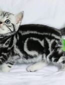 BKH Kitten Kätzchen Reinrassige in 42281