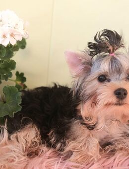 Sehr süsser Yorkshire terrier Welpe reinrassig black-golden-silver junge - Heidelberg