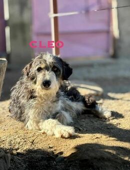 Cleo sucht Ihr Glück! - Schwaig (Nürnberg)