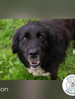 Solon: Tapferer Hundeopa - Kirchzell