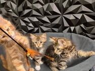 Reinrassige liebevolle Maine Coon Kitten - Pforzheim