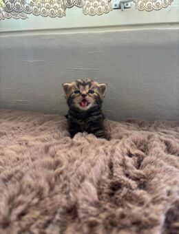 BKH whiskas noch zwei weiblichen - Essen