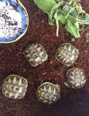 Griechische Landschildkröten - Schlupf 2025 in 86871