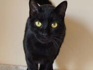 besuche tollen Kater Billy in Dortmund. - Augsburg