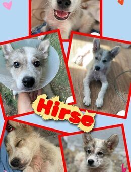 Toller Hirse sucht Schutz! - Nürnberg