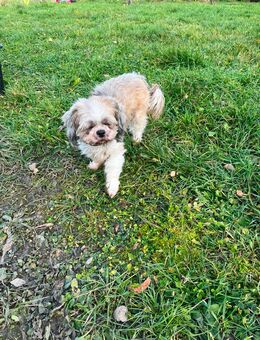 Hund weiblich 5 Jahre - Pforzen