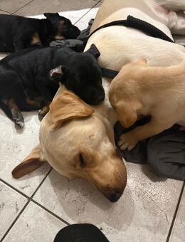 4 süße Mischlingswelpen suchen ein liebevolles Zuhause - Weisendorf