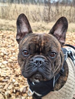 Mael, Frenchie, Einzelprinz sucht liebevolles Zuhause - Wildeshausen