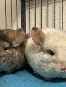 Zwei zahme Chinchillas (nur im Paar abzugeben) + Zubehör & große 2-stöckige Voliere - Rostock